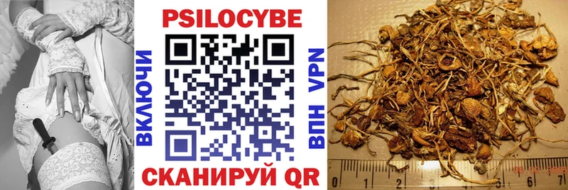 наркота  Тобольск  Галлюциногенные грибы Psilocybe 